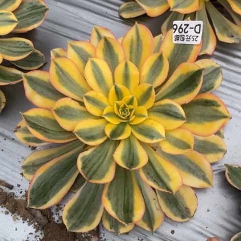 296灿烂满25包邮多肉