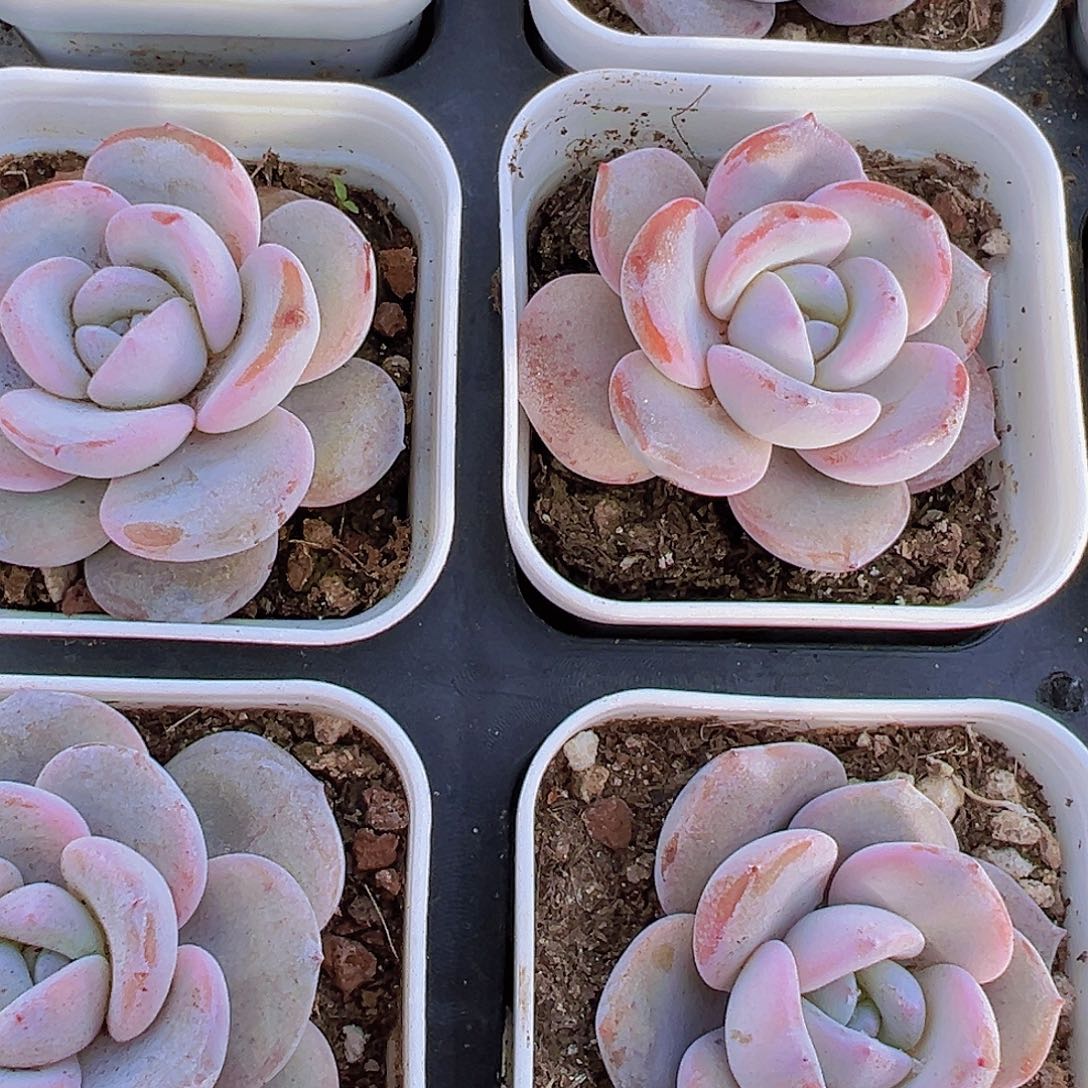 小韩版奶茶2颗19包邮多肉