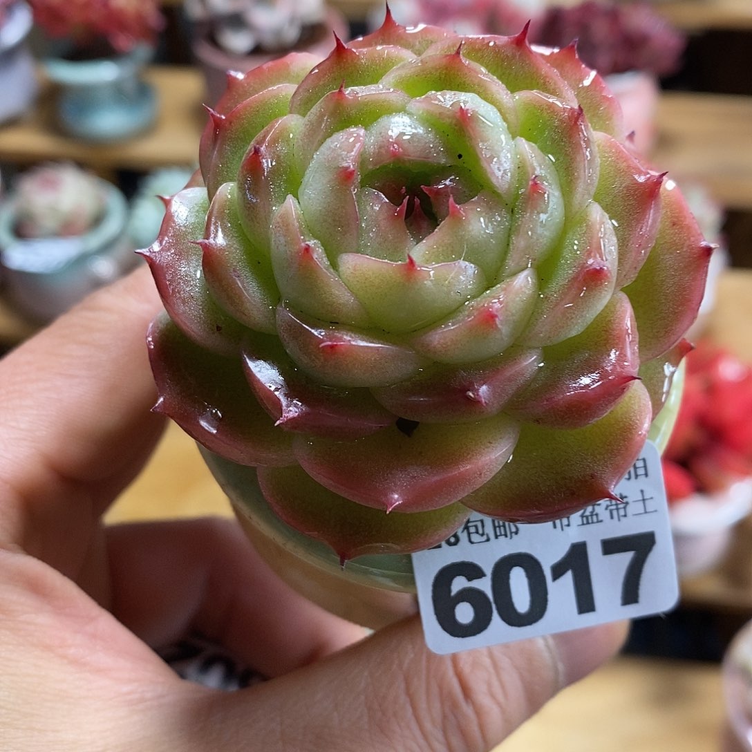 精控多肉植物6017