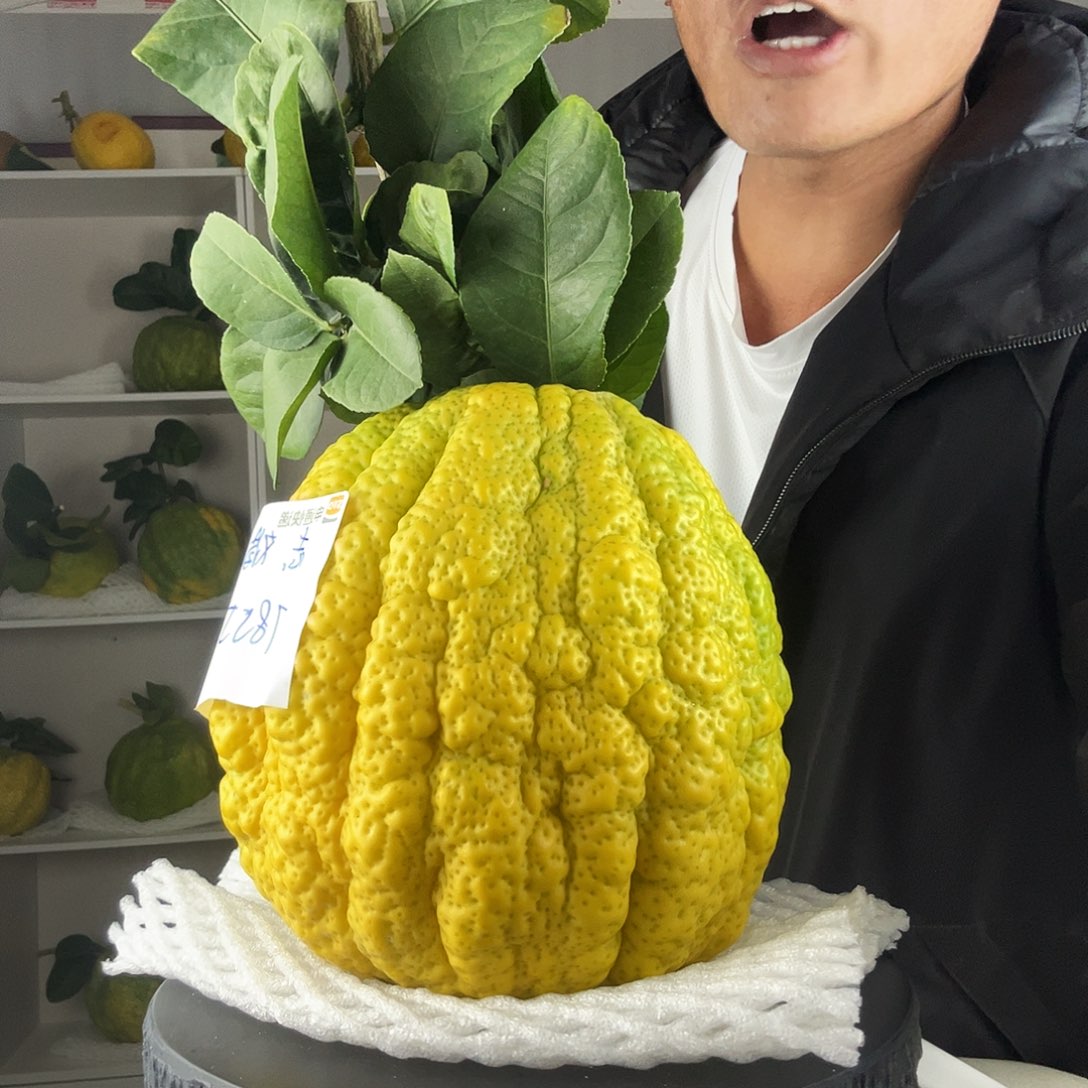 志***娟香水柠檬云南高山大香橼