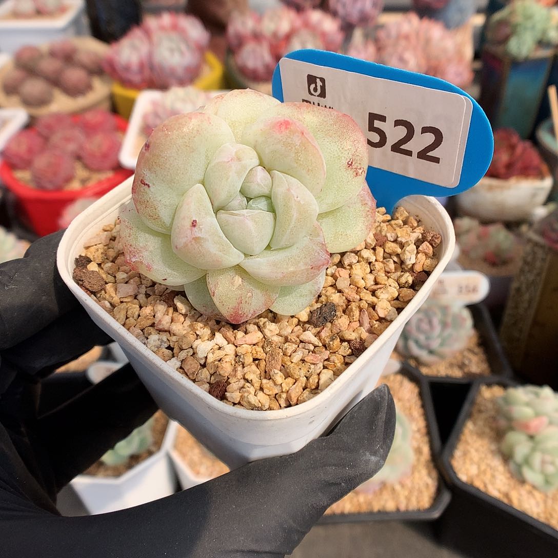 522 冰玉石化多肉