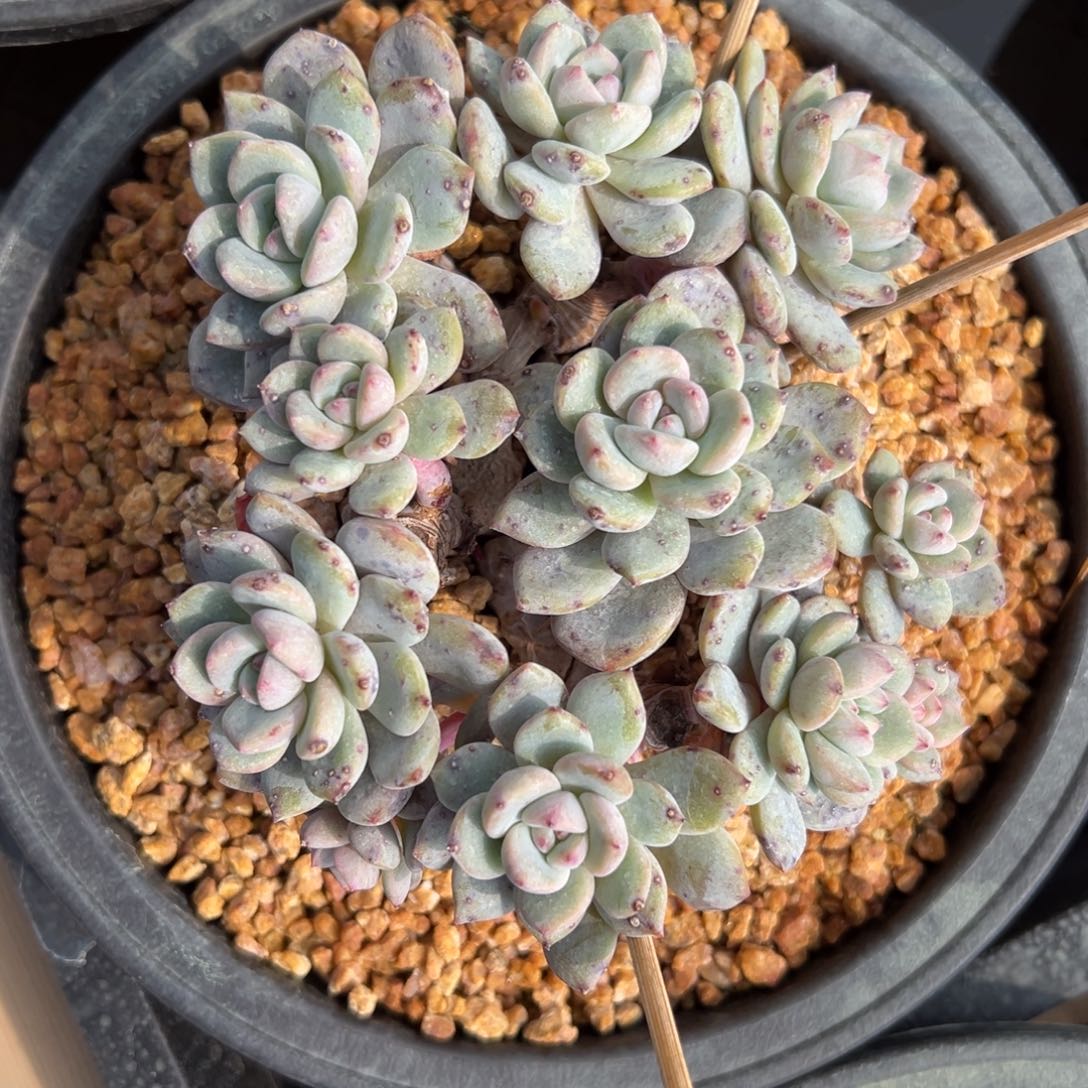 新年快乐 新年快乐