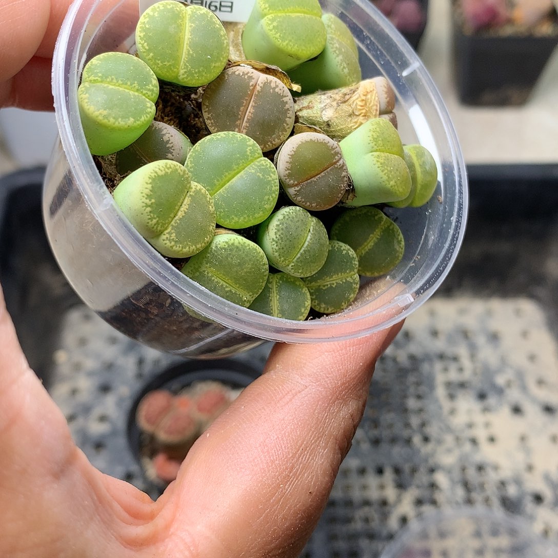 D740多肉植物保护研究所