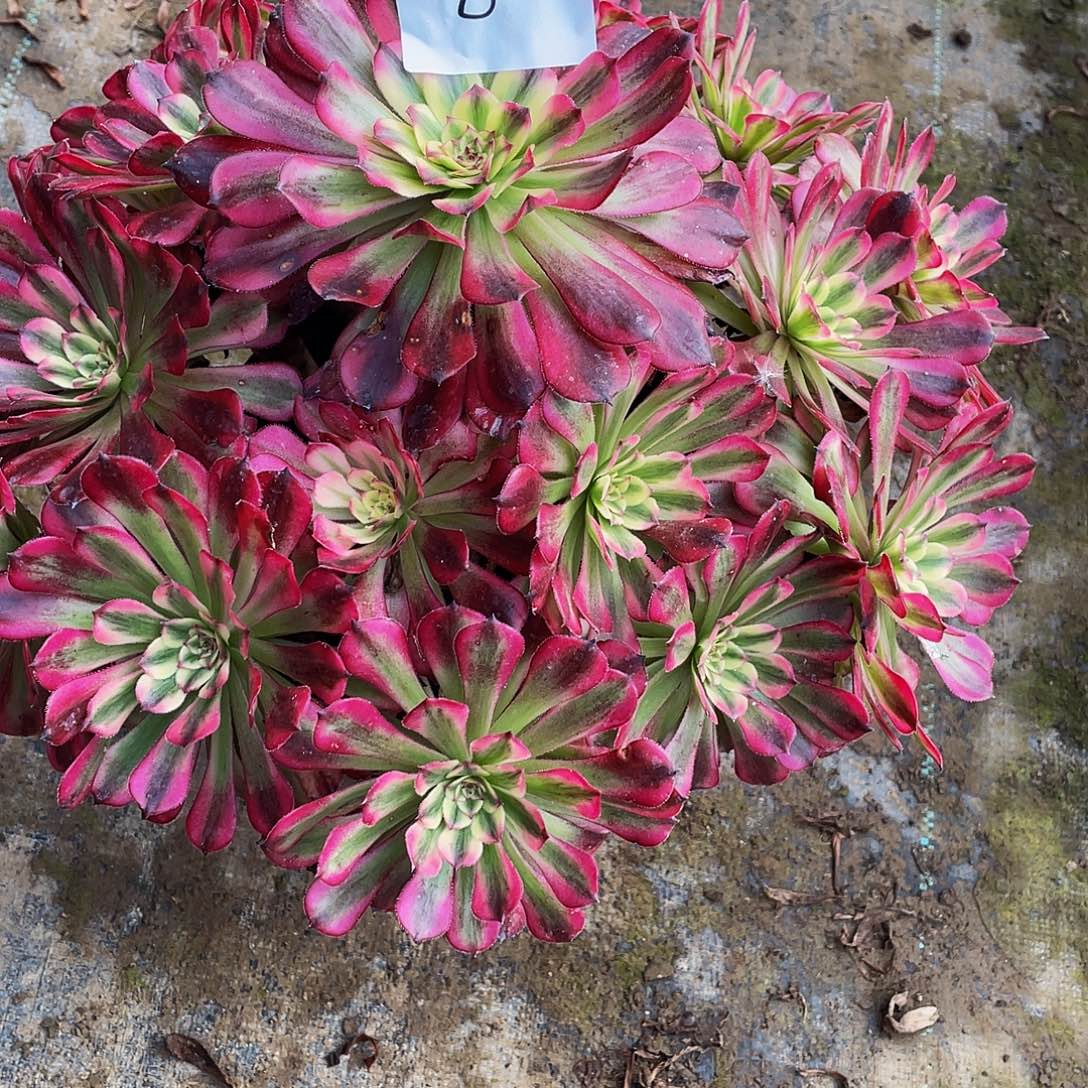 鱼***儿多肉法师8号辉煌发货不包损