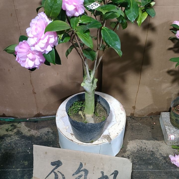 18乌马克，原盆原土发货，