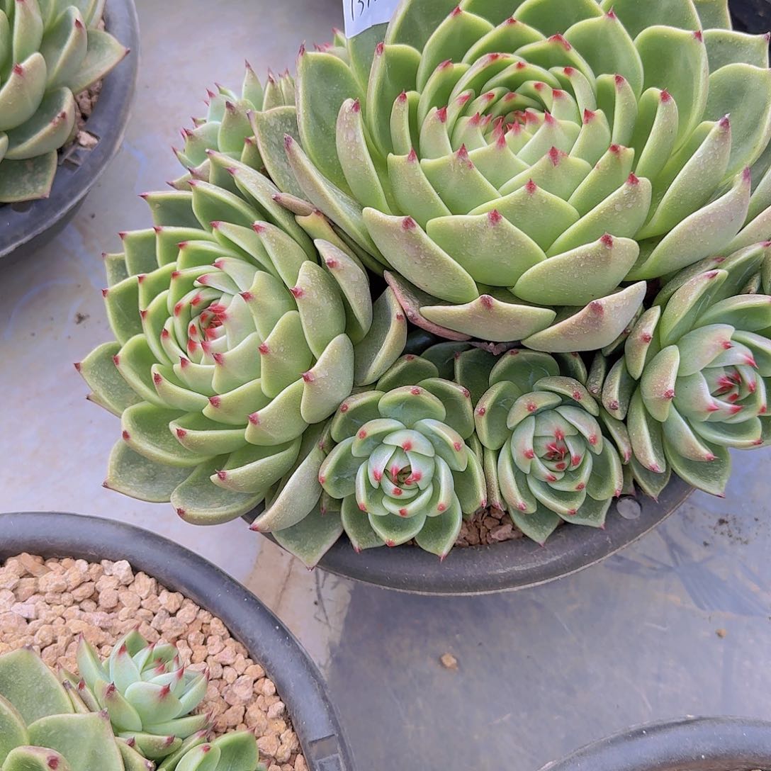 1312蓝龙多肉植物