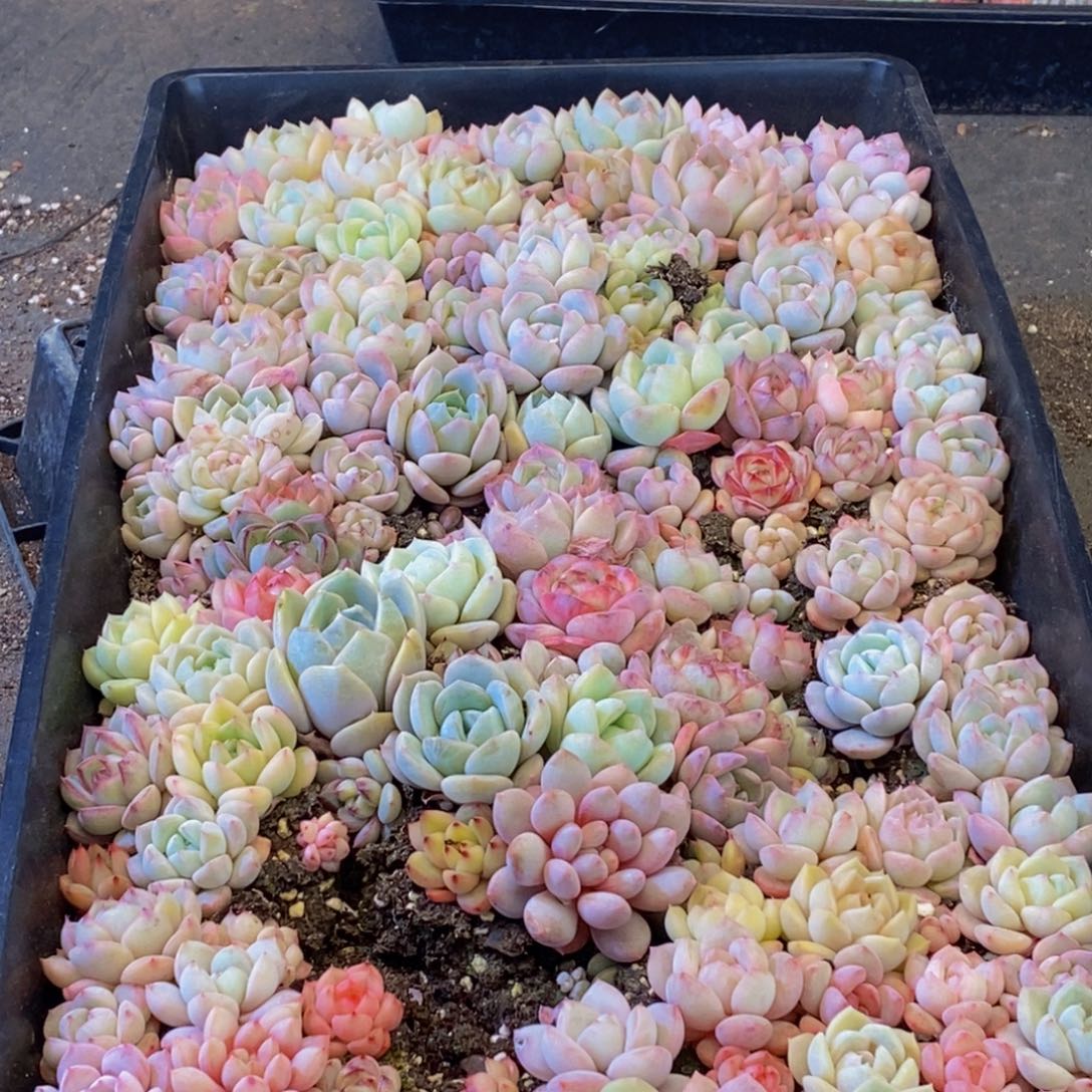 231多肉植物保护研究所所长助理研究员