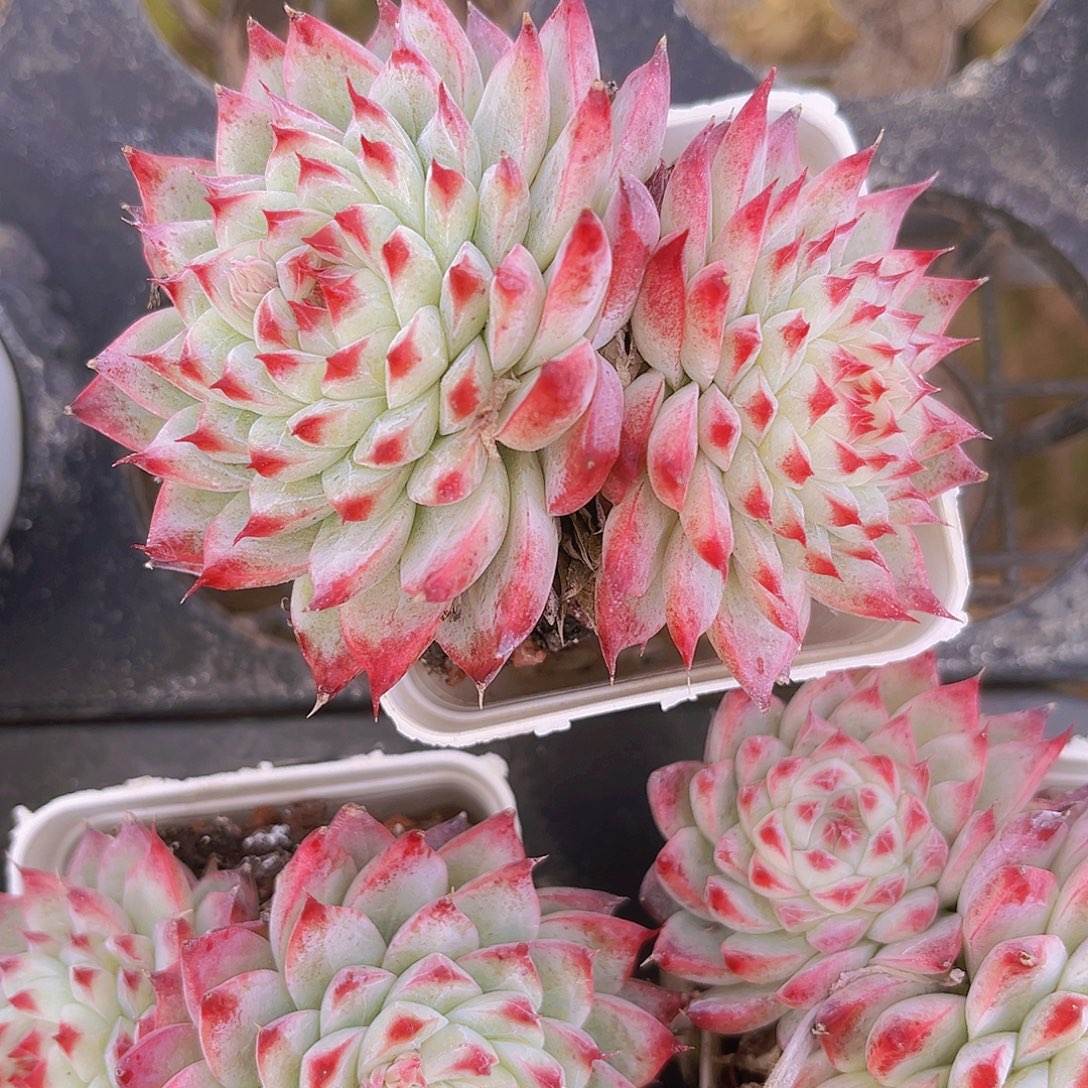 桃夭9.5公分89898888989