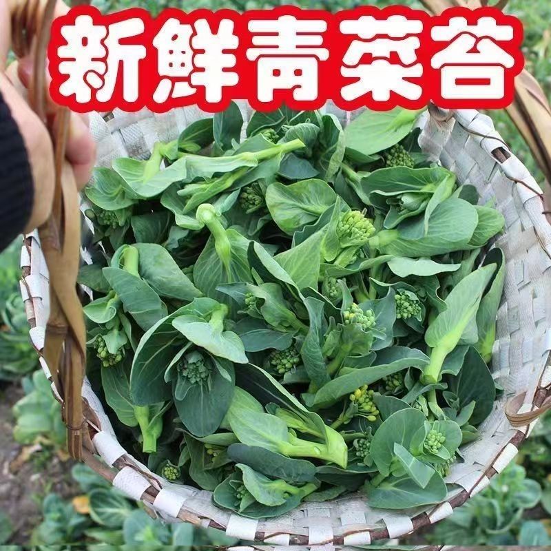【超划算】苏北霜冻青菜苔新鲜菜心现摘现发菜头菜条应季时令蔬菜