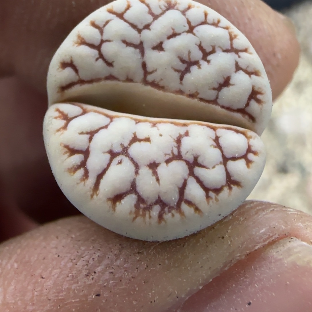 011 生石花大棚直播