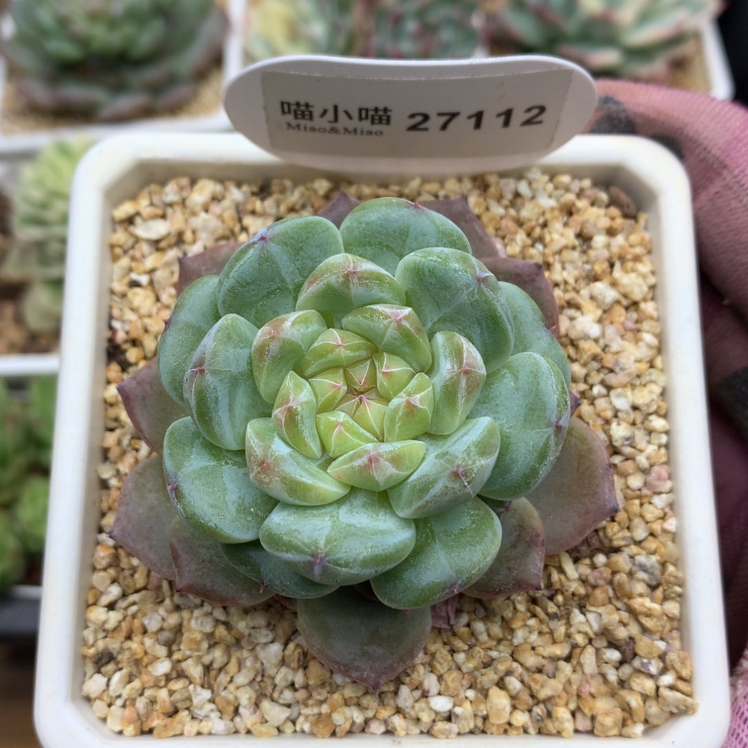 多肉植物糖心珍妮