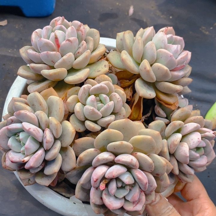 夏悦多肉0212-96白鹭