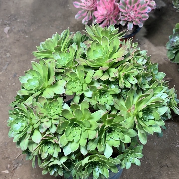 多肉植物法师碧火26