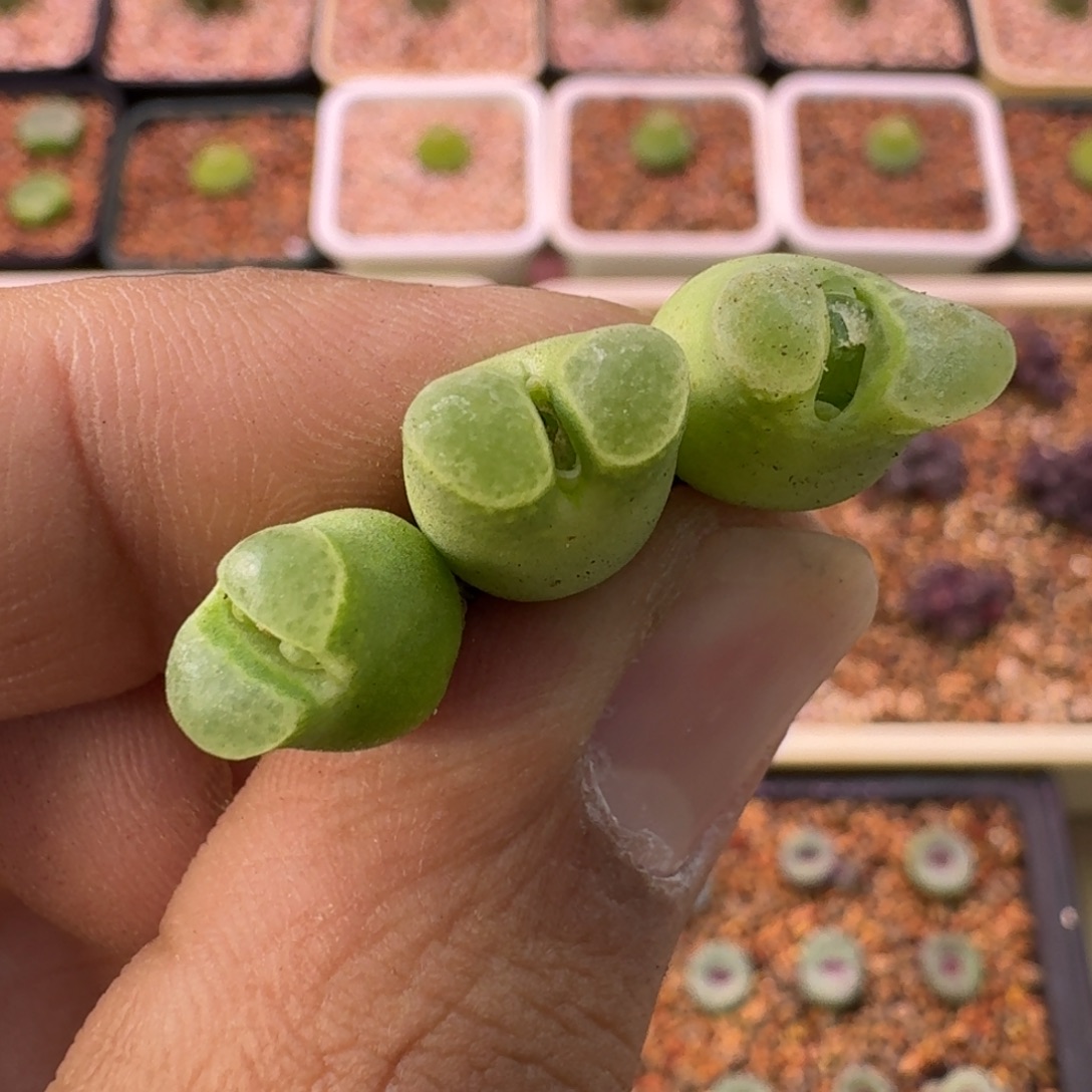 雪***瑰云缦精品番杏12.5 