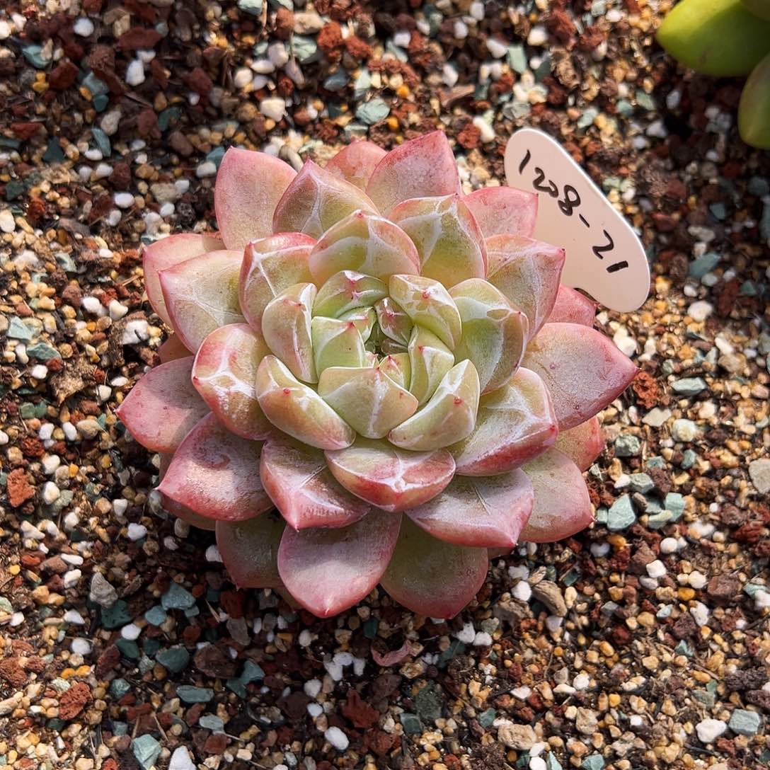 x***豆1208-21蜜家新品。