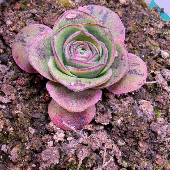 糖糖136  至耀龙珠