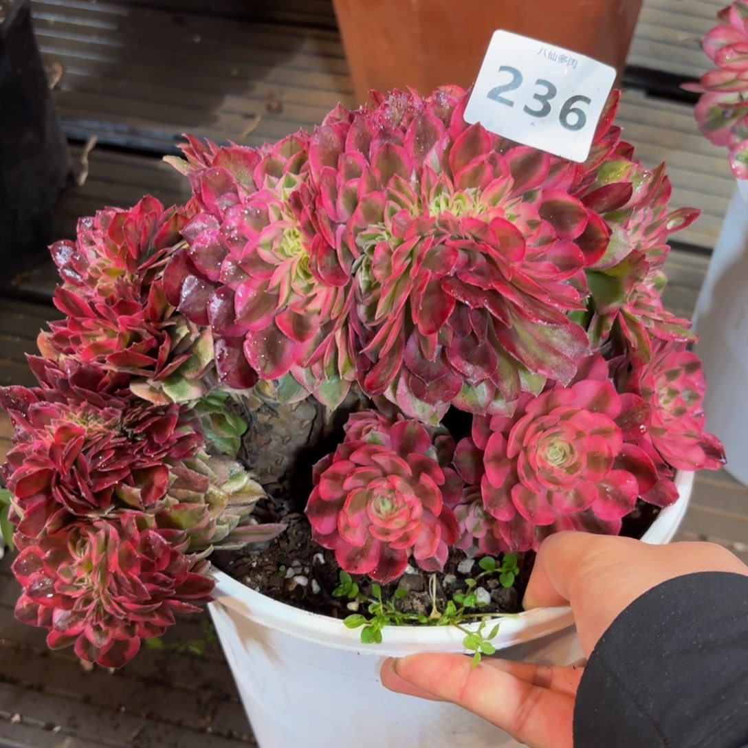 236多肉植物倾城缀