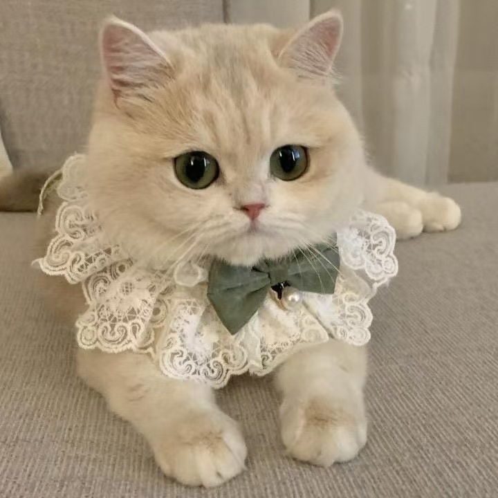 苏苏【全品类猫咪】美短暹罗布偶金渐层蓝金缅因等宠物猫用品