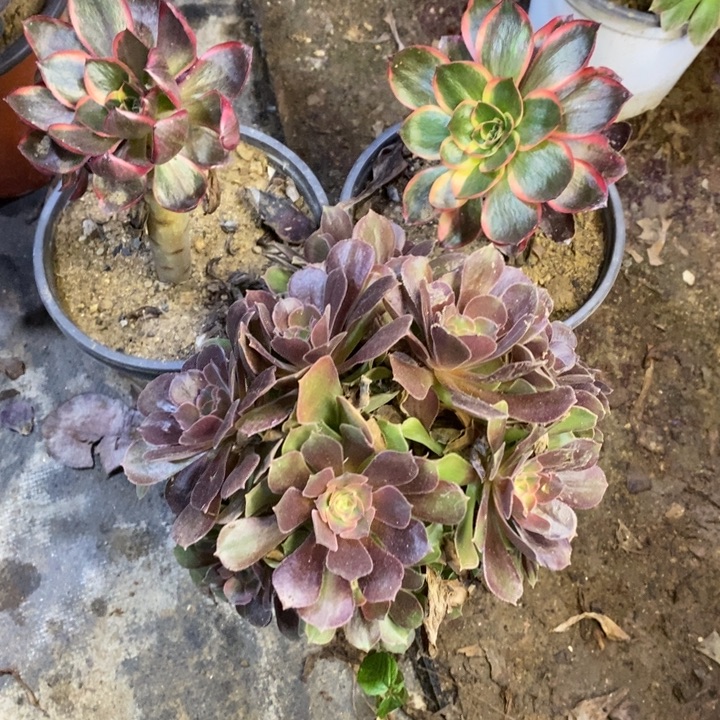 3盆多肉断头不包969