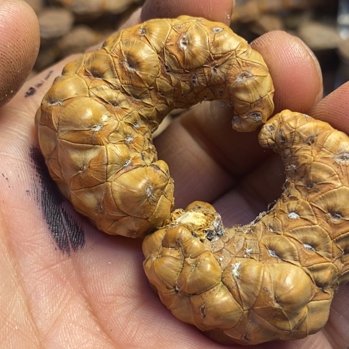 文玩核桃吊坠东北特产71