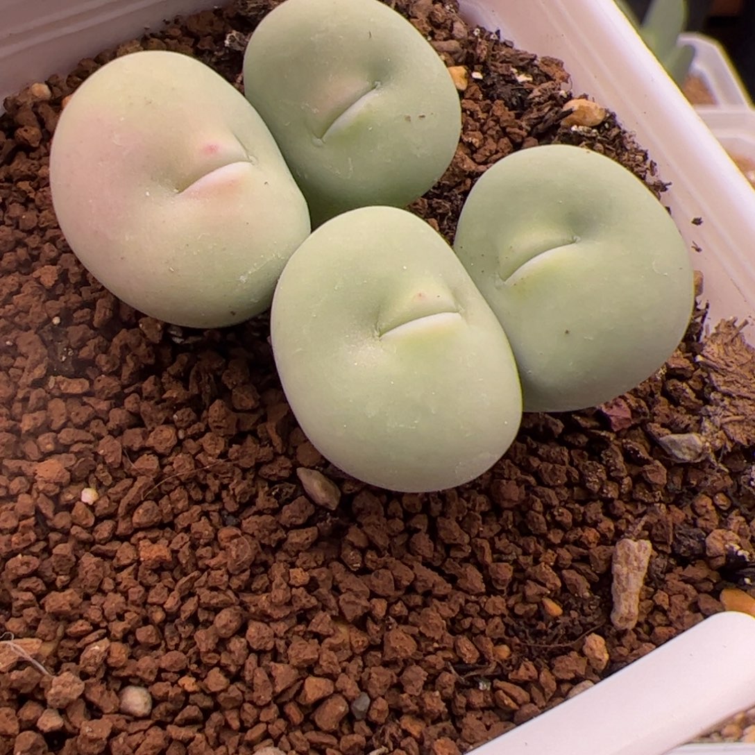 7.30大p嘴多肉植物37