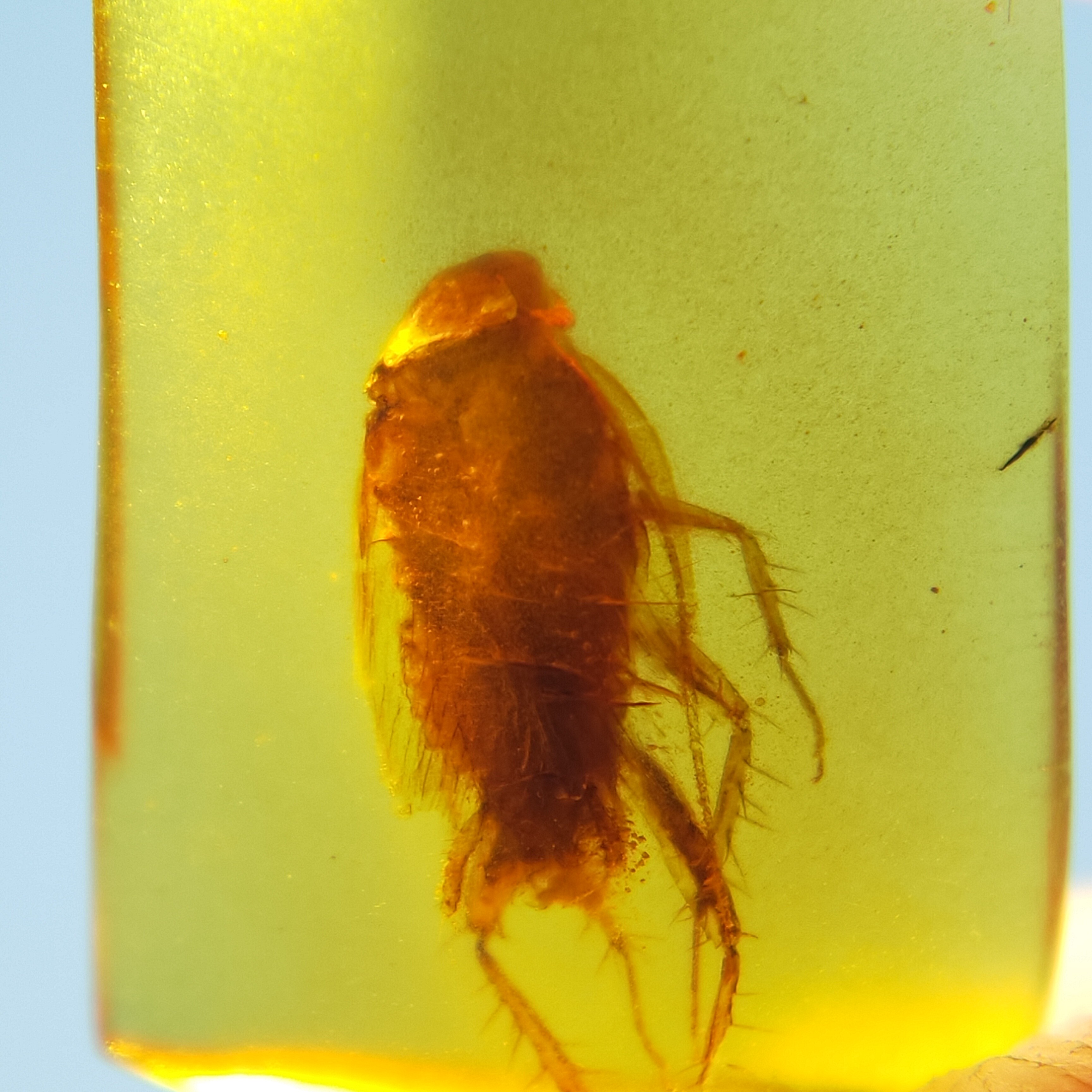 蜚蠊幼虫天然缅甸琥珀蜜蜡特色虫珀原石裸石无优化珠宝首饰保真