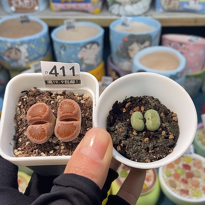 大舅生石花肉锥多肉411