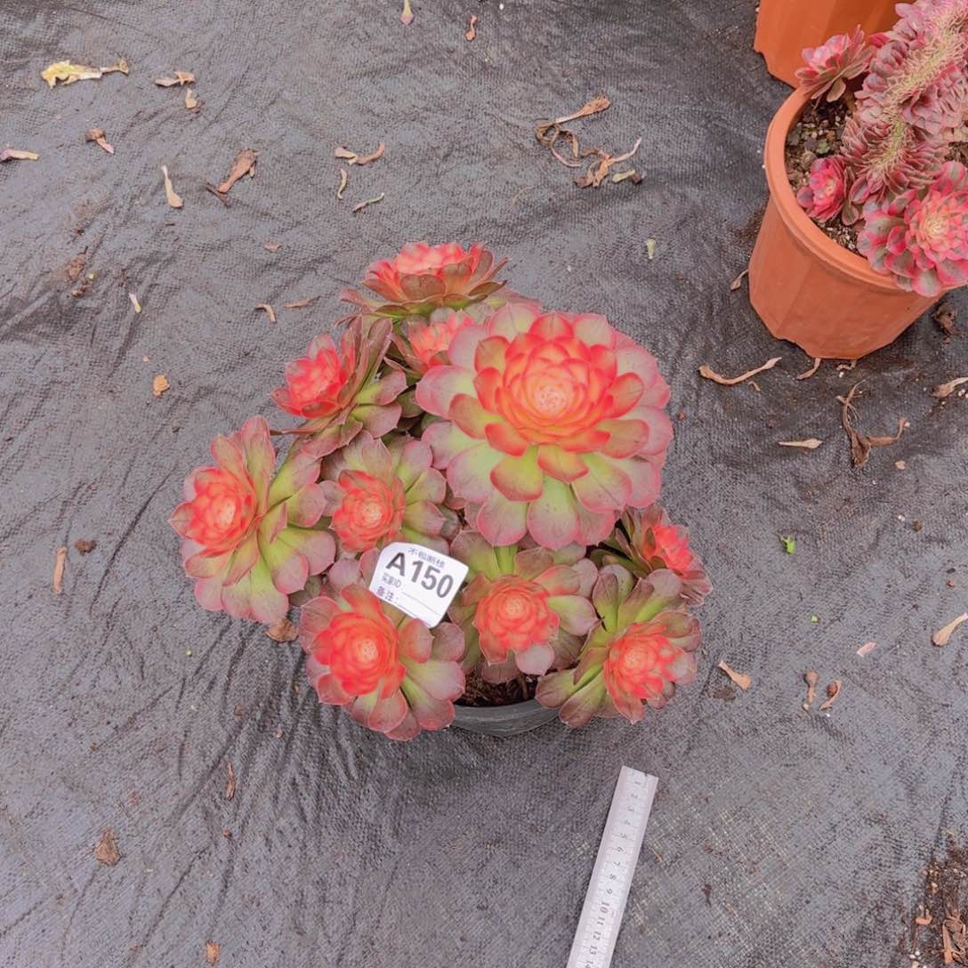 精品多肉植物150