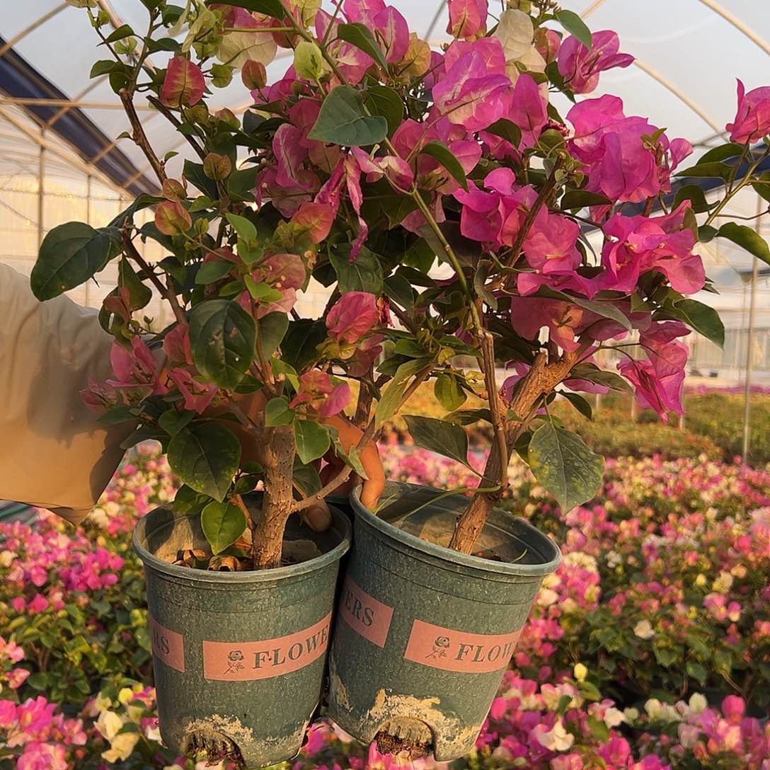 完全开放超级玛丽 