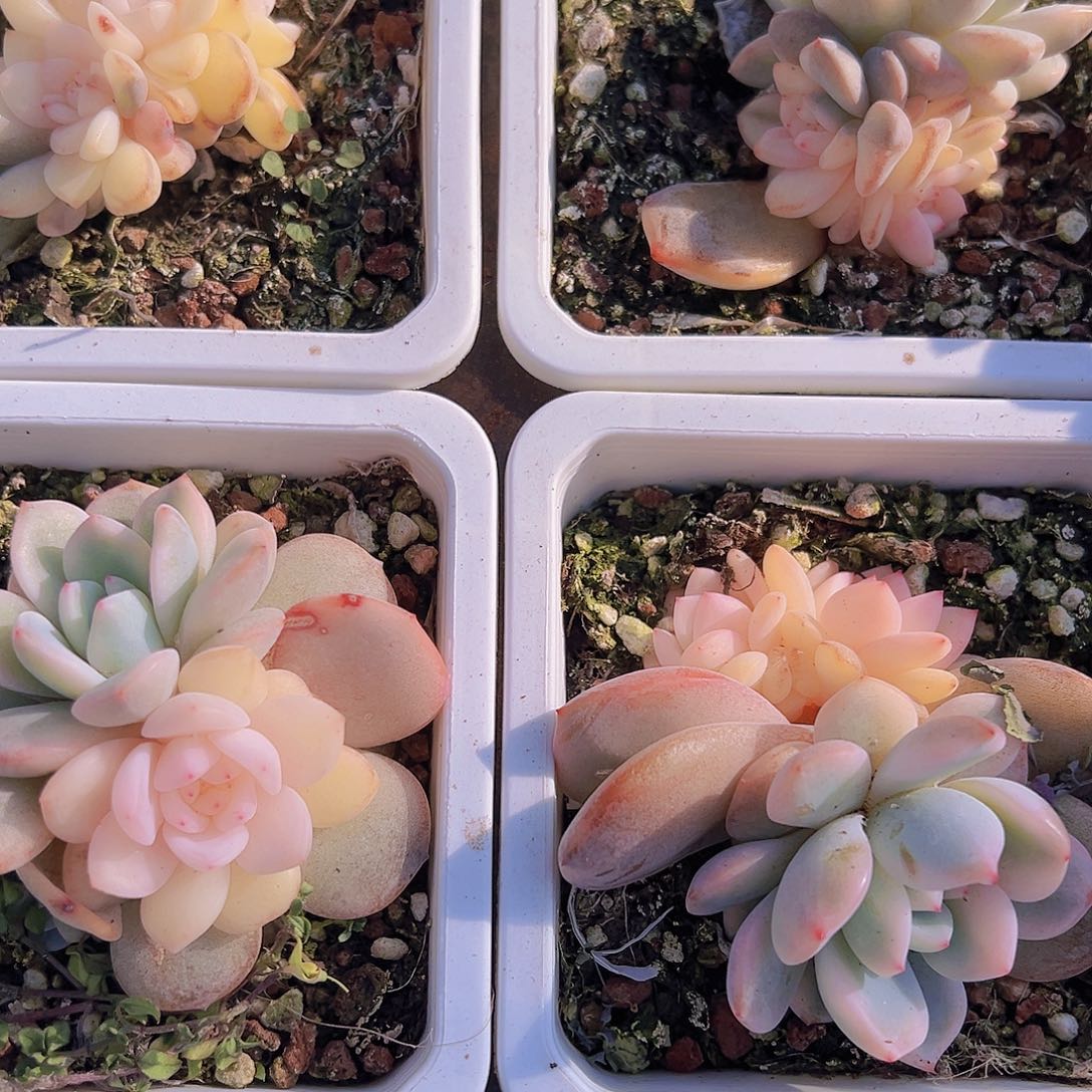 梦露锦19包邮多肉植物