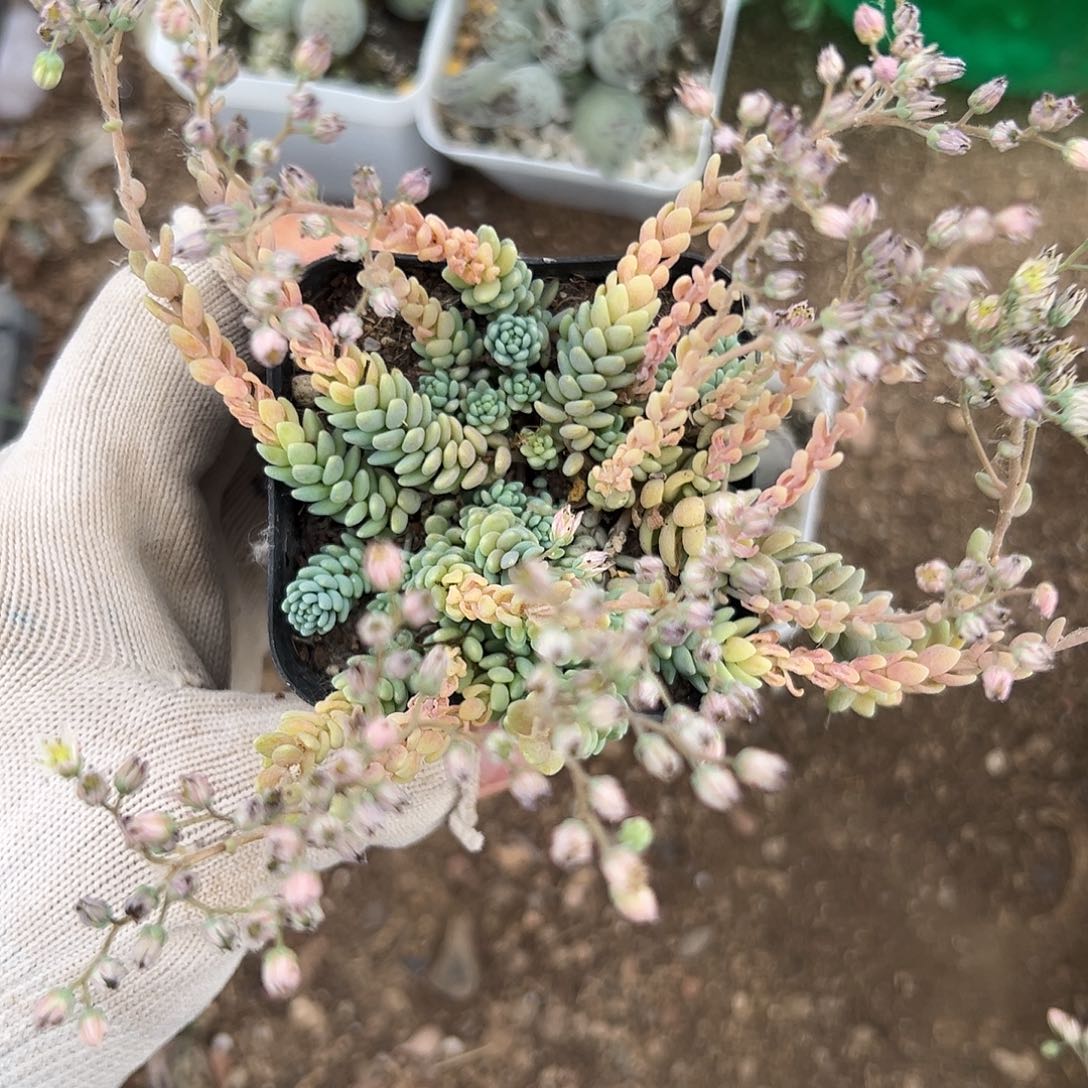 呃呃呃呃呃呃呃呃呃呃呃