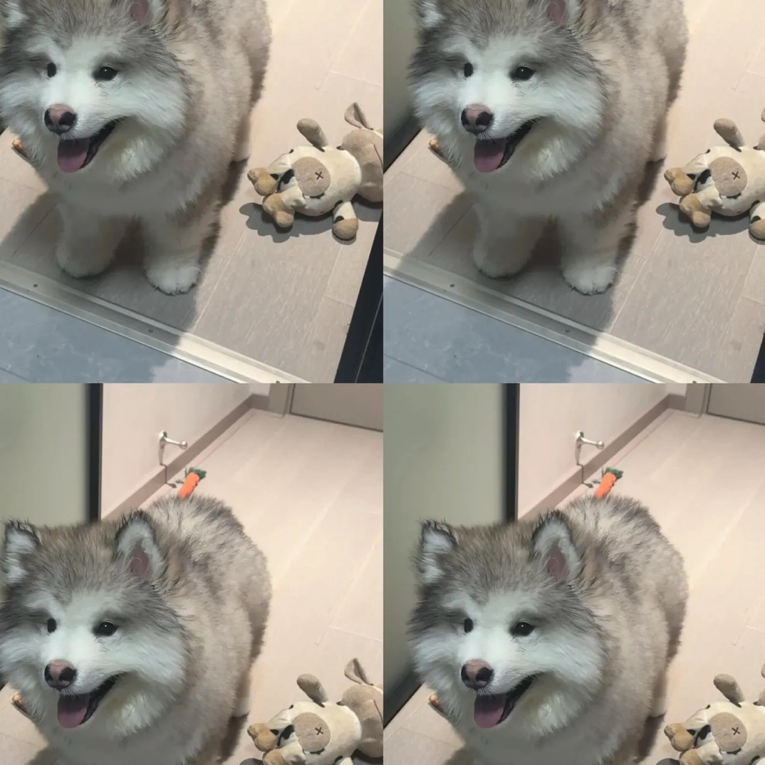 阿拉斯加幼犬宠物活体