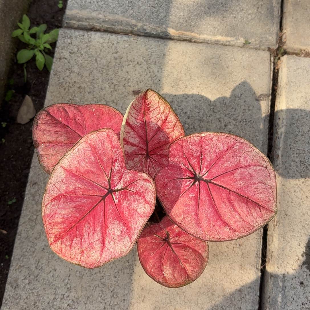 泰国彩叶芋 707-0204