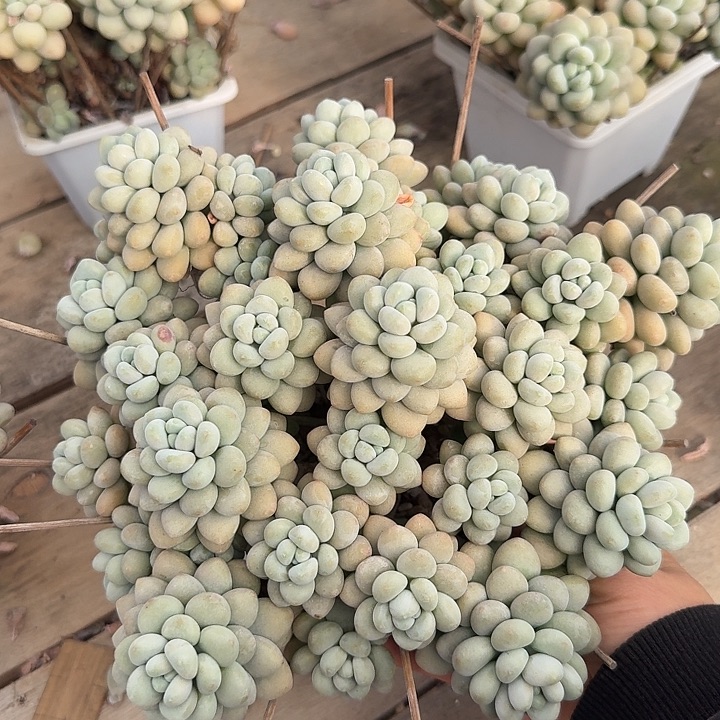 达芙妮多肉植物保护，