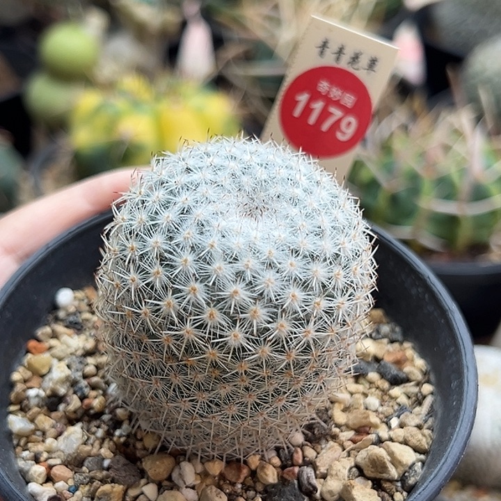 实生敷岛4.5cm一棵仙人球