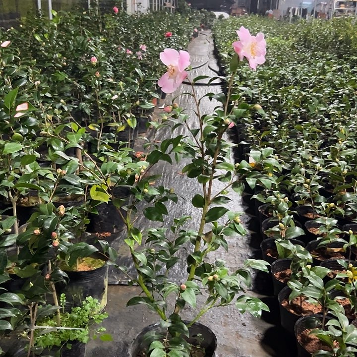 大部分花苞少量开放，春雾