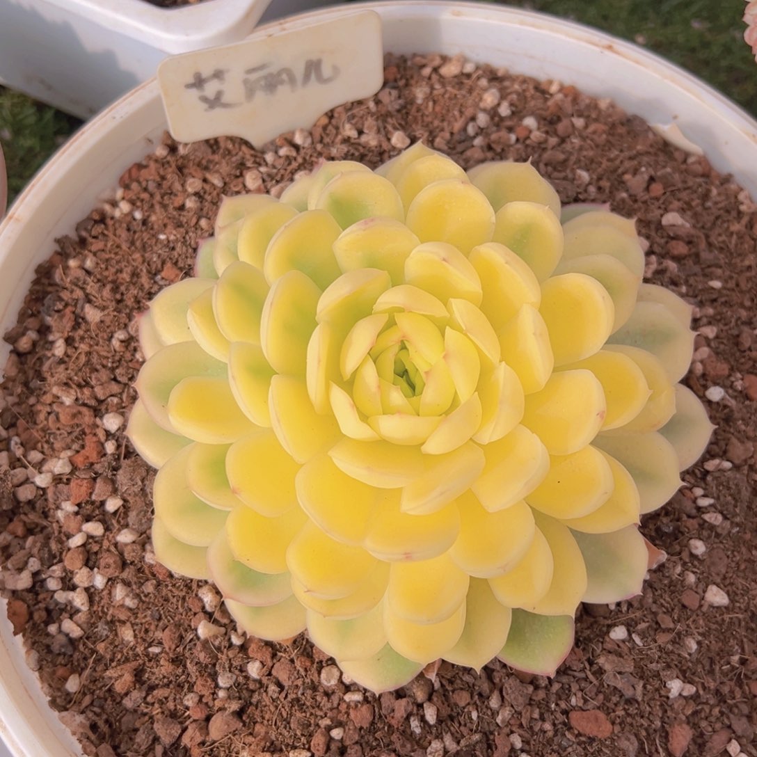 香玉的故事是一个人的故事