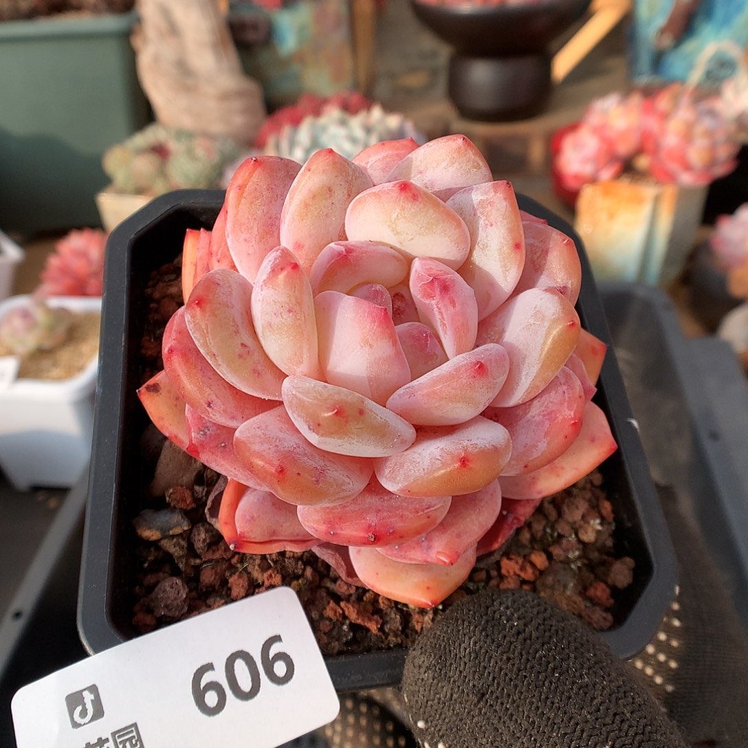 606雪天使多肉植物666