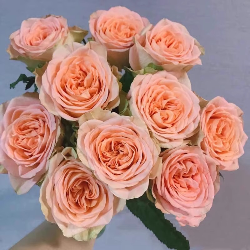 乡村小屋 月季花苗大花浓香新手好养阳台盆栽四季丰花开花性好