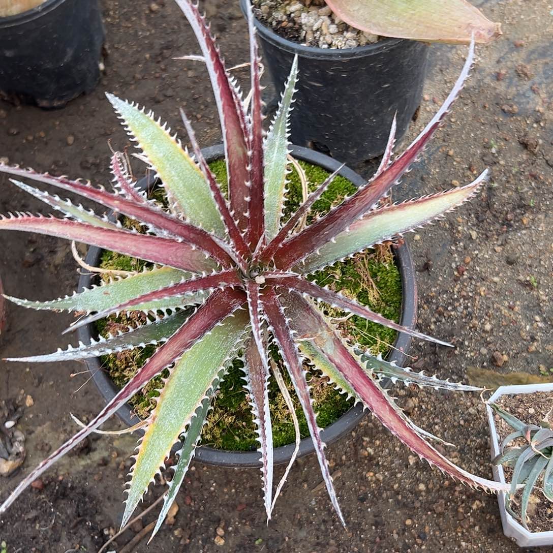 沙漠凤梨单头海林娜