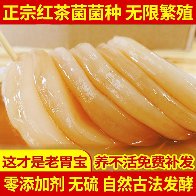【视频同款】正宗老胃宝红茶菌农家康普茶醋蛾子海宝茶正品