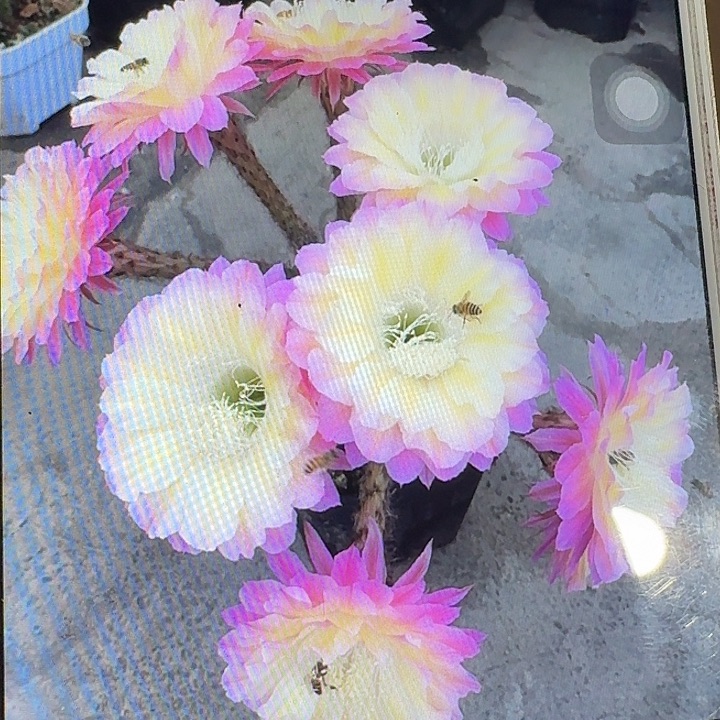 马丙带根冠服4.5彩草