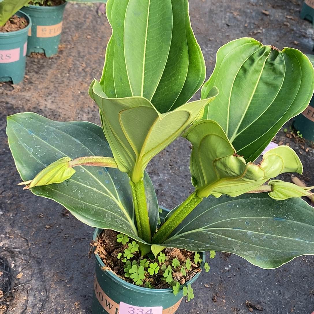 木本植物琼*木本花卉334叶损