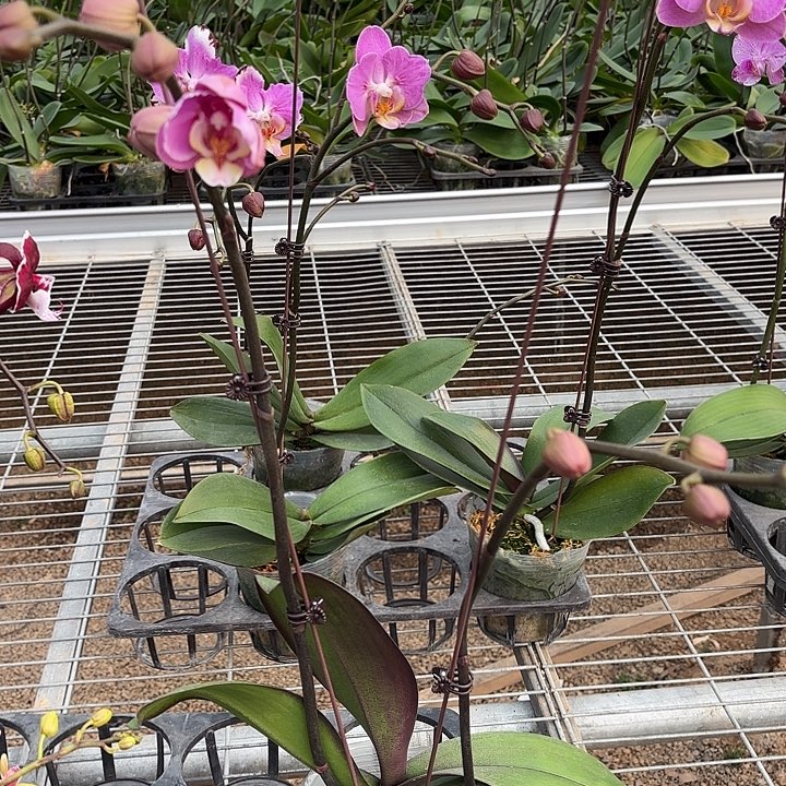 L***i完全开放178蝴蝶兰一物一拍