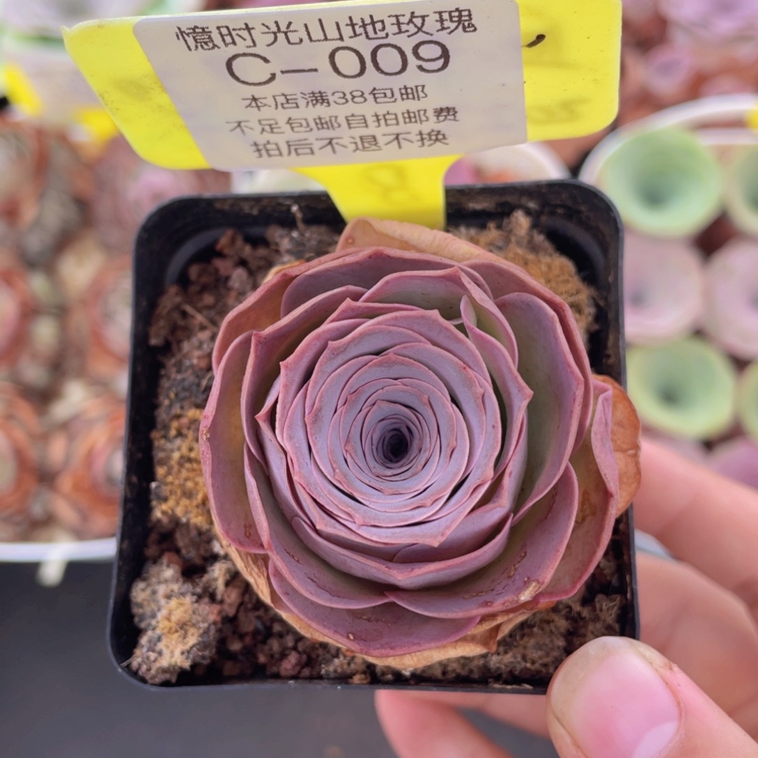 山地玫瑰009满38包邮裸根发货