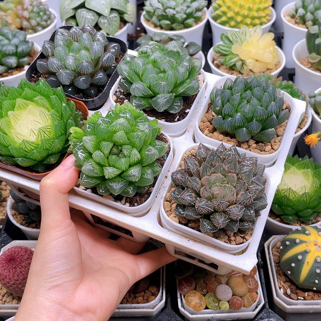 玉露六件套多肉，原盆