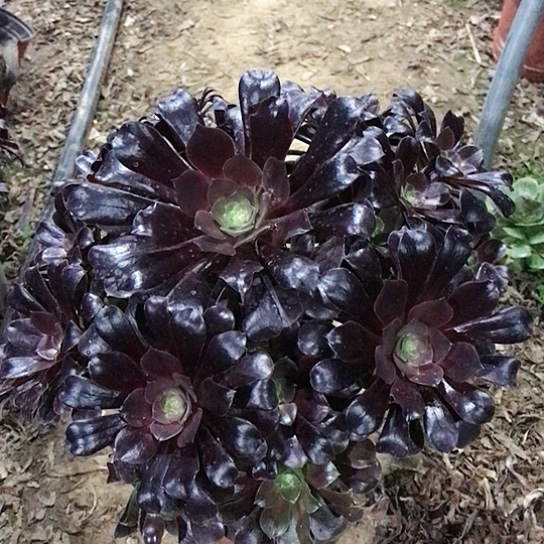 春***然欧紫法师0000000007