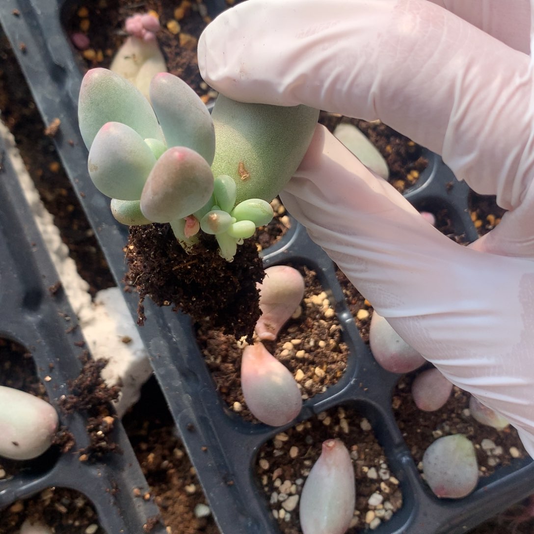 三头，米可奶酪多肉