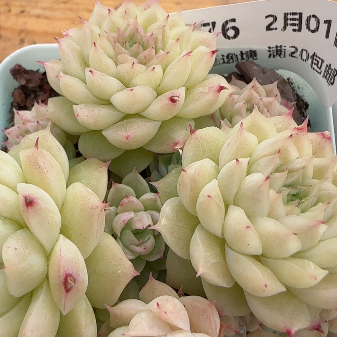 花语逸镜0201-476散