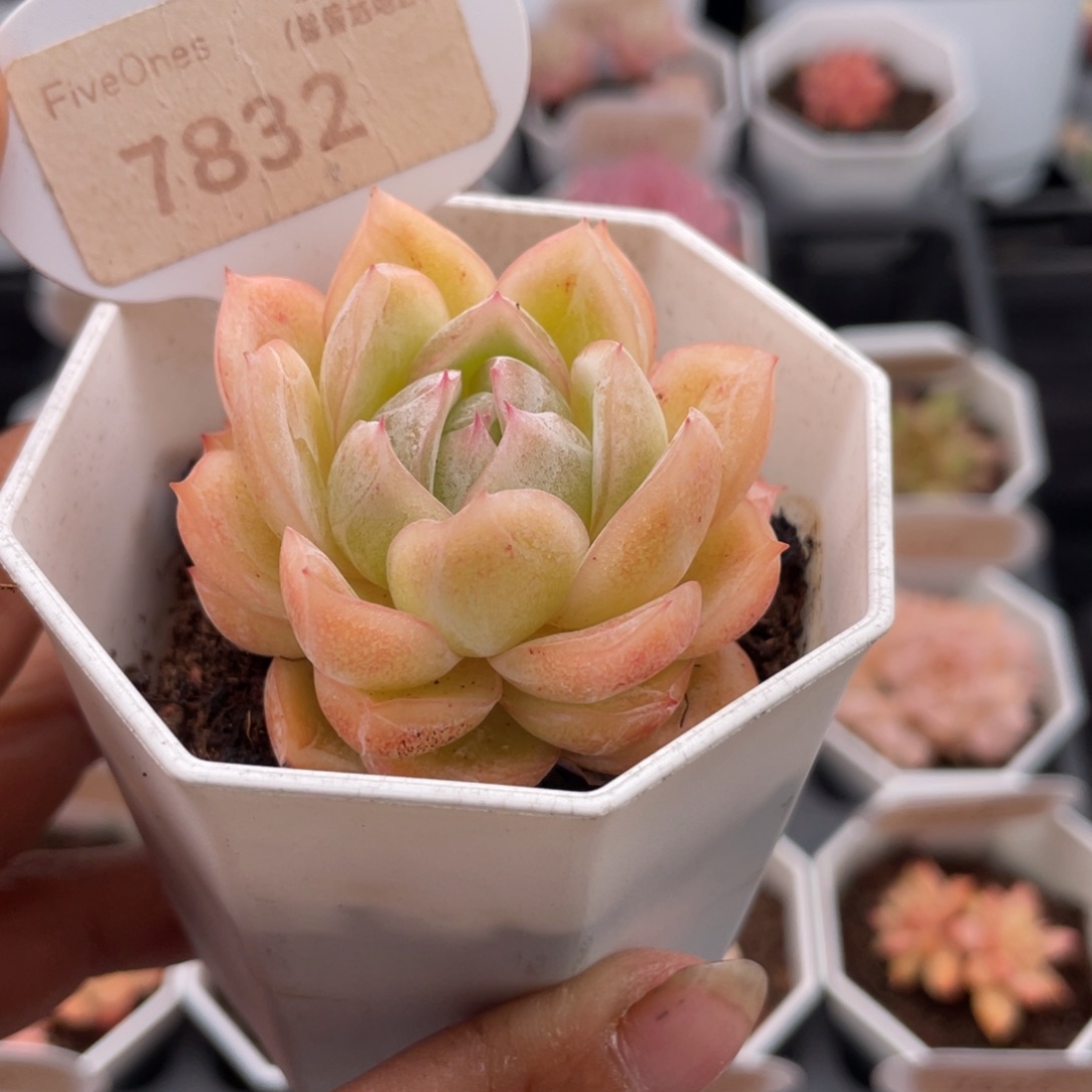 玉玲珑7832-5.0厘米